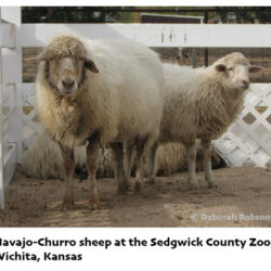 Navajo-Churro Sheep and Their Wool: Digressions and Ponderings