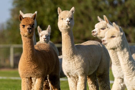 Note: these are NOT Blazing Star alpacas. (Adobe stock photos) You can meet their own alpacas on their website.  