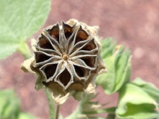Abutilon abutiloides - Desert Mallow seed head